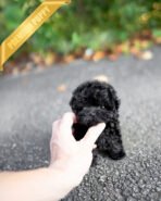 BAILEY - MALE (PURCHASED by FRED)