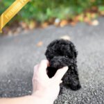 BAILEY - MALE (PURCHASED by FRED)