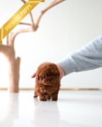 VELVET - FEMALE (PURCHASED by KALEY) - Image 3