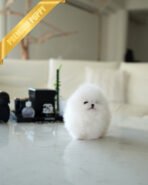 TAYLOR - FEMALE (PURCHASED by KIM) - Image 3