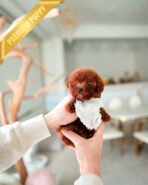 DAPHNE  - FEMALE (PURCHASED by KARLA) - Image 2