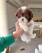 MOCHA - MALE (PURCHASED by AUDREY) - Image 2