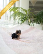 PIPER - MALE (PURCHASED by KELVIN) - Image 5