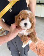 BAMBI - MALE (PURCHASED by RICHARD)