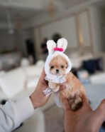 EWAN - MALE (PURCHASED by LAURA) - Image 3