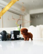 ONYX & MURPHY - MALE - Image 4