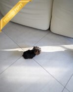 KOFI - MALE (PURCHASED by ANDEE) - Image 5