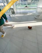 SOPHIA - FEMALE (PURCHASED by BILL) - Image 4