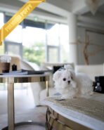 ANDRE - MALE (PURCHASED by NIKKI) - Image 4