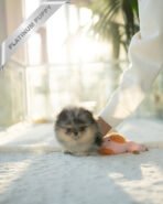 SASHA - FEMALE (PURCHASED by PAUL) - Image 2