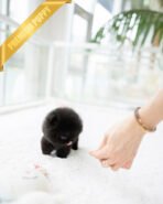 NOIR - MALE (PURCHASED by ARTEM) - Image 3