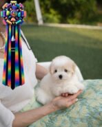 AGGIE - FEMALE (PURCHASED by TAMMIE) - Image 3