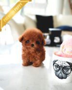 BERRY - FEMALE (PURCHASED by MARY) - Image 3