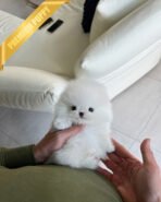 MOCHI - FEMALE (PURCHASED by MADISON) - Image 3