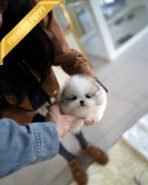 THEO - MALE - Image 4