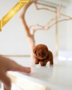 TORY - MALE (PURCHASED by MARIA) - Image 3