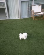 MASON - MALE (PURCHASED by BINGJIE) - Image 3