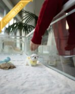 ANDRE - MALE (PURCHASED by GERARD) - Image 5