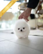 PUFFIN - FEMALE (PURCHASED by MAKITA) - Image 2