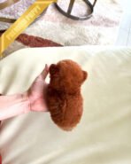 ZIGGY - FEMALE (PURCHASED by LINDSAY) - Image 5