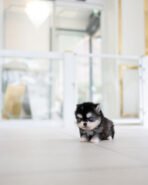 LEO - MALE (PURCHASED by GILBERTO) - Image 4