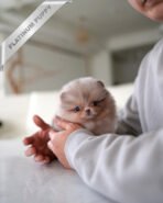 ROXIE- FEMALE (PURCHASED by JANG) - Image 2