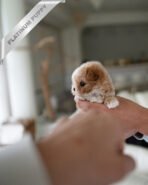 BREANA - FEMALE (PURCHASED by ROKHSAREH) - Image 4