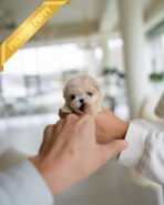 CHLOE - FEMALE (PURCHASED by DAVID) - Image 3