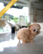 BELLA - FEMALE (PURCHASED by TRENTON) - Image 3