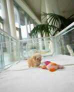 COPPER - MALE (PURCHASED by QUINTILIO) - Image 5