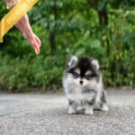 LEO - MALE (PURCHASED by ROBERTO)