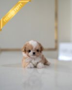 BISCUIT - MALE (PURCHASED by RYAN)