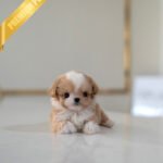 BISCUIT - MALE (PURCHASED by RYAN)