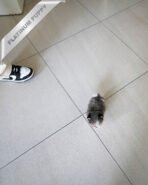 MARCO - MALE (PURCHASED by MICHAEL) - Image 6