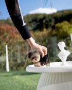 TOTO - MALE (PURCHASED by TOM) - Image 5