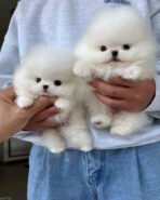 CLOUD & FLUFFY - FEMALE & MALE