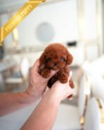 SIMON - MALE (PURCHASED by MARIO)