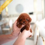 SIMON - MALE (PURCHASED by MARIO)