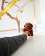 CINNAMON - FEMALE (PURCHASED by DANAE) - Image 2