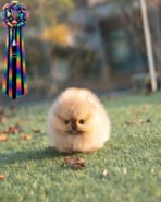 POMY - FEMALE (PURCHASED by ROSEN)