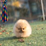 POMY - FEMALE (PURCHASED by ROSEN)