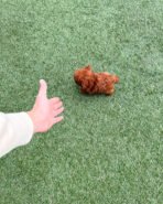 VICTORIA - FEMALE (PURCHASED by LEE) - Image 5