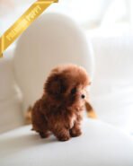 BOOMER - MALE (PURCHASED by SAMIRA) - Image 3