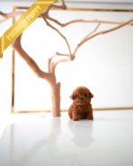 JACK - MALE (PURCHASED by TELLI) - Image 5