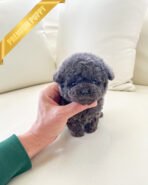 ONYX - MALE (PURCHASED by ANNIE) - Image 3