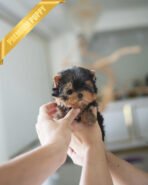 STELLA - FEMALE (PURCHASED by ANT)