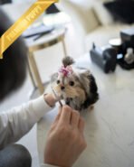 LILIANA - FEMALE (PURCHASED by TOMMY) - Image 4