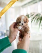 MARCO - MALE (PURCHASED by LUIS)