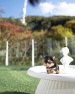 PHINEAS RAE - FEMALE (PURCHASED by AUBBRHEA) - Image 3