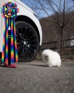 CLOUD - FEMALE (PURCHASED by WESAM) - Image 6